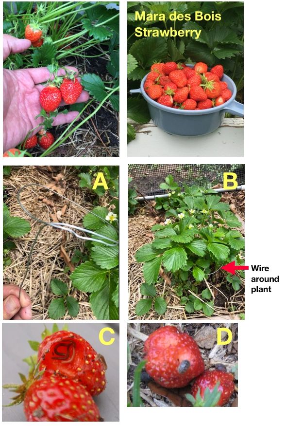 Prevent Bugs From Eating Your Strawberries